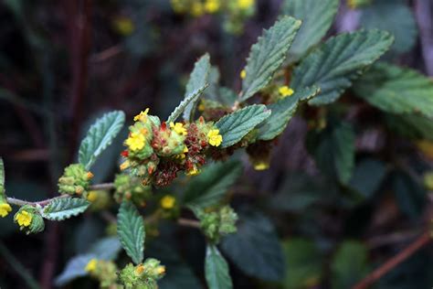 草梧桐|福星花園: 草梧桐